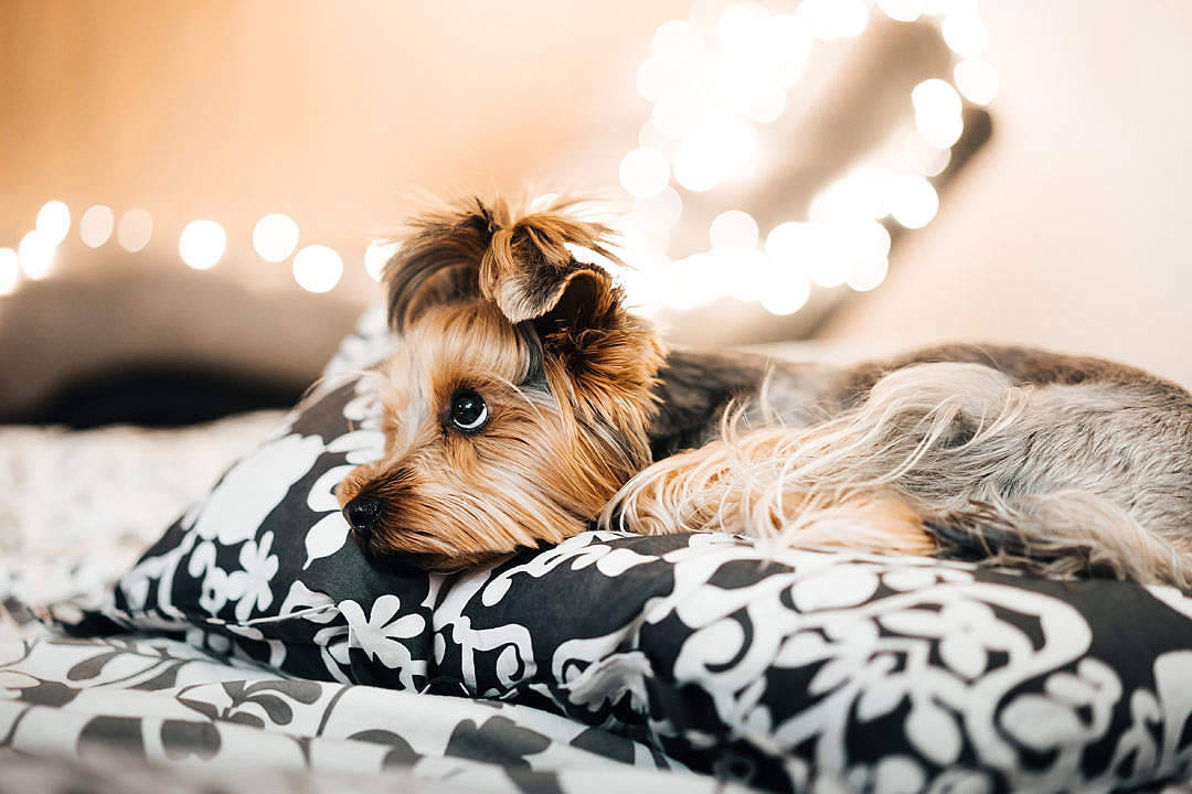 Yorkshire Terrier In Bed Cute Computer Wallpaper