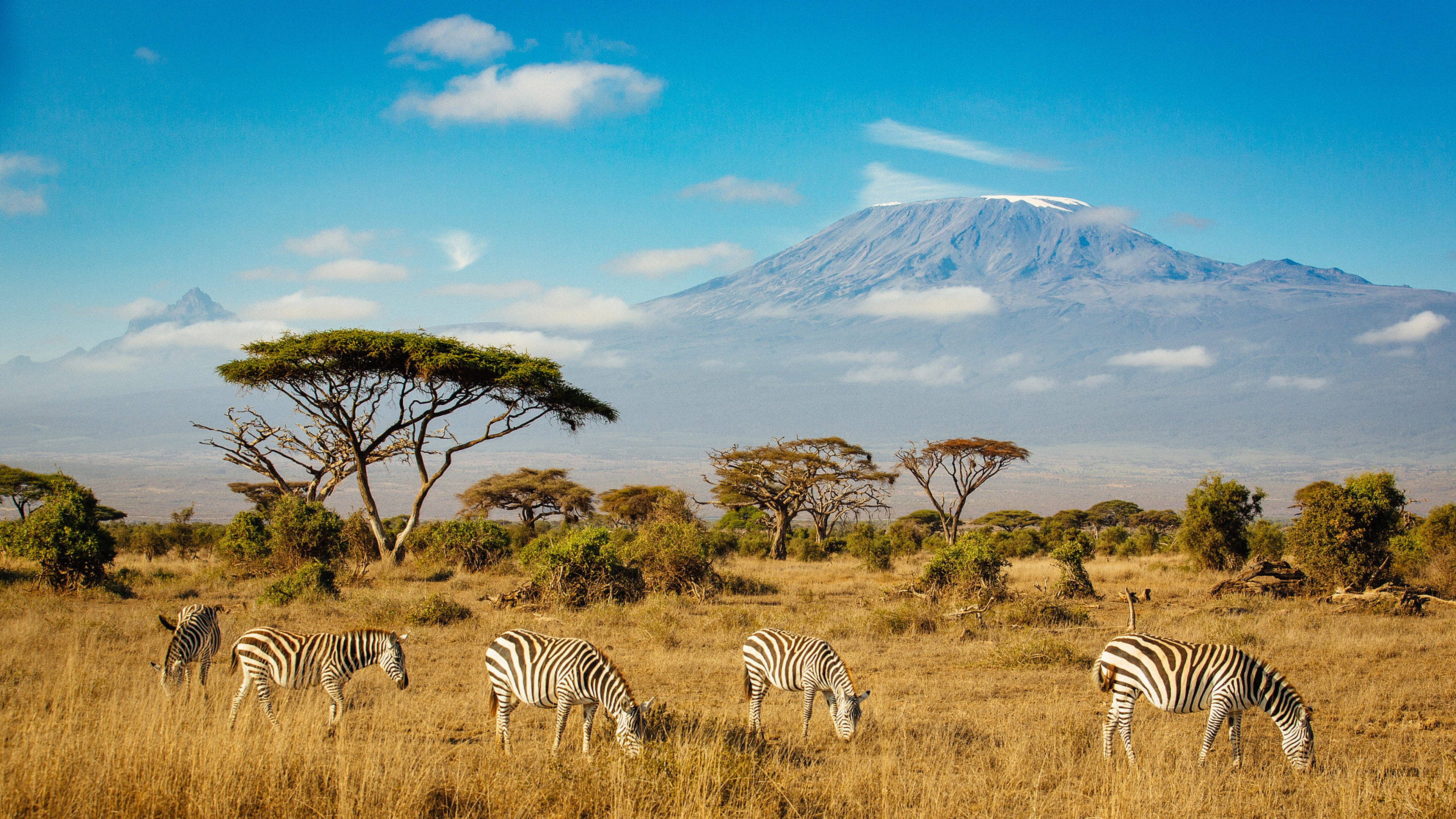 Zebras In Safari Professional Desktop Wallpaper