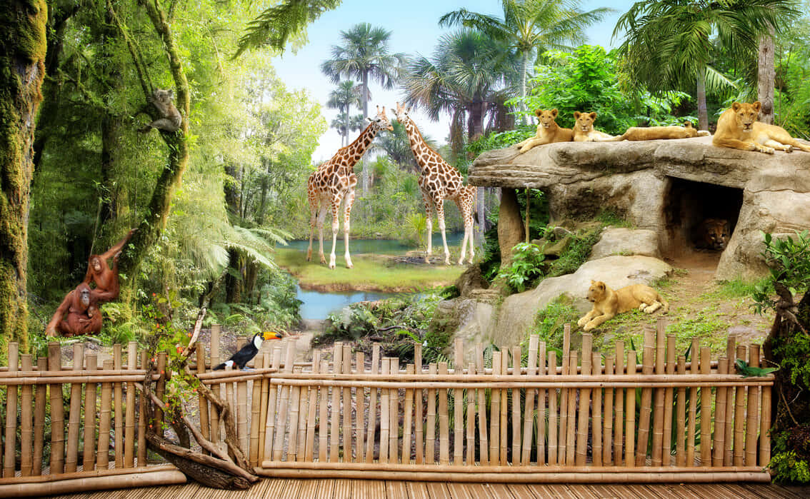 Zoo Animals Giraffes And Lions Wallpaper