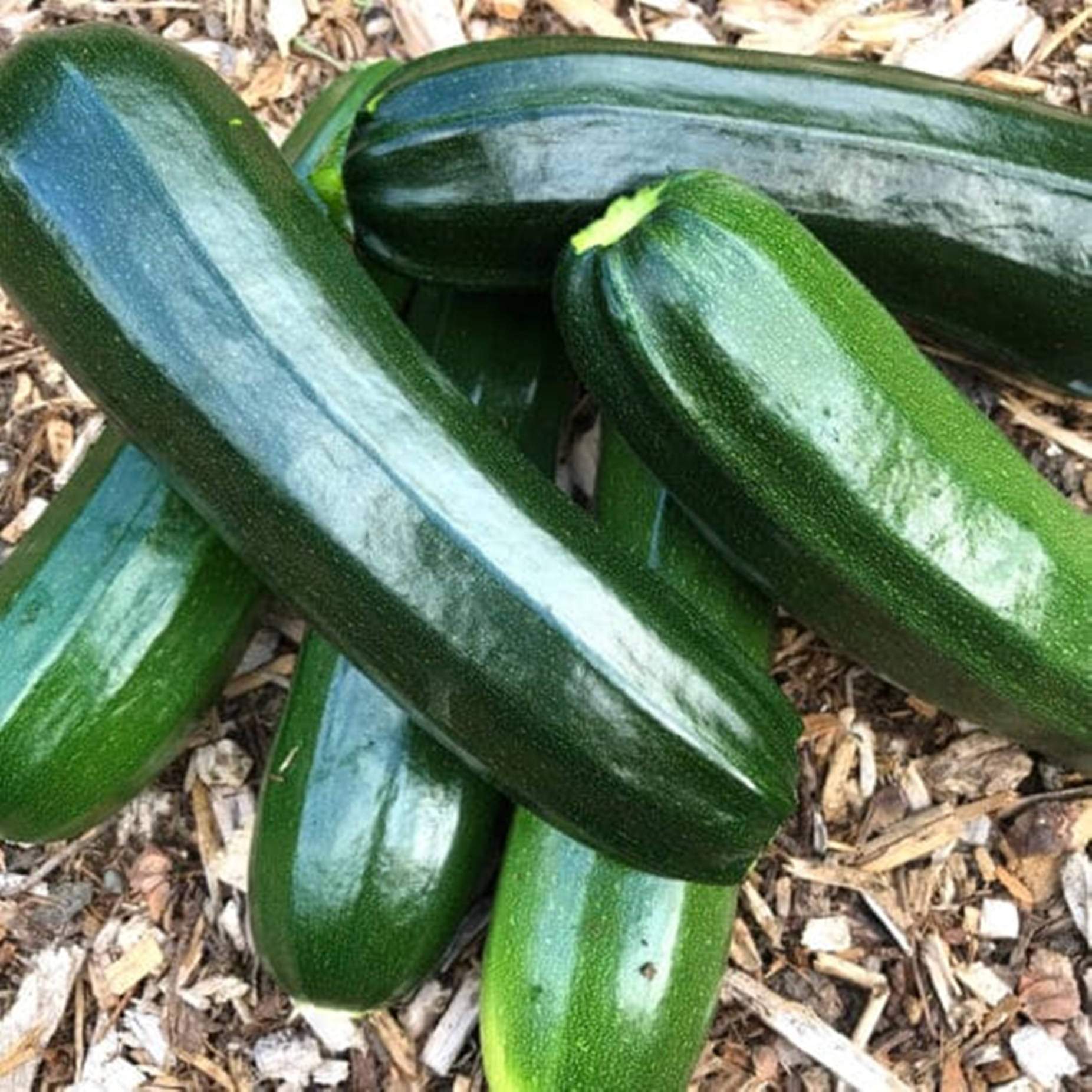 Zucchini Black Beauty Vegetable Variety Wallpaper