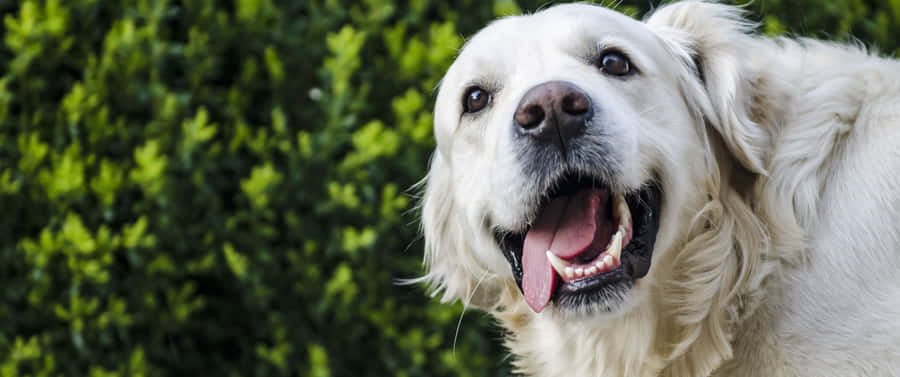 3440x1440 Animal White Golden Retriever Wallpaper