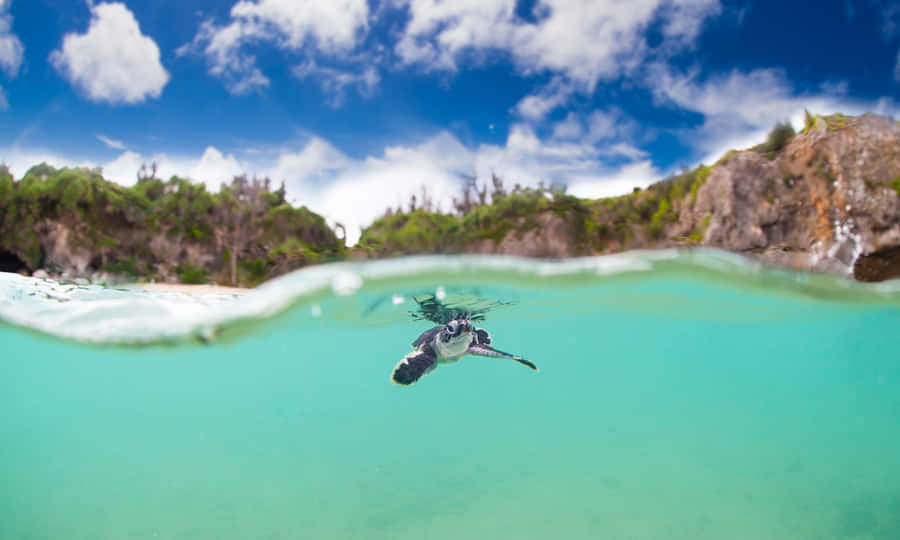 A Baby Turtle Making Its Way Home Wallpaper