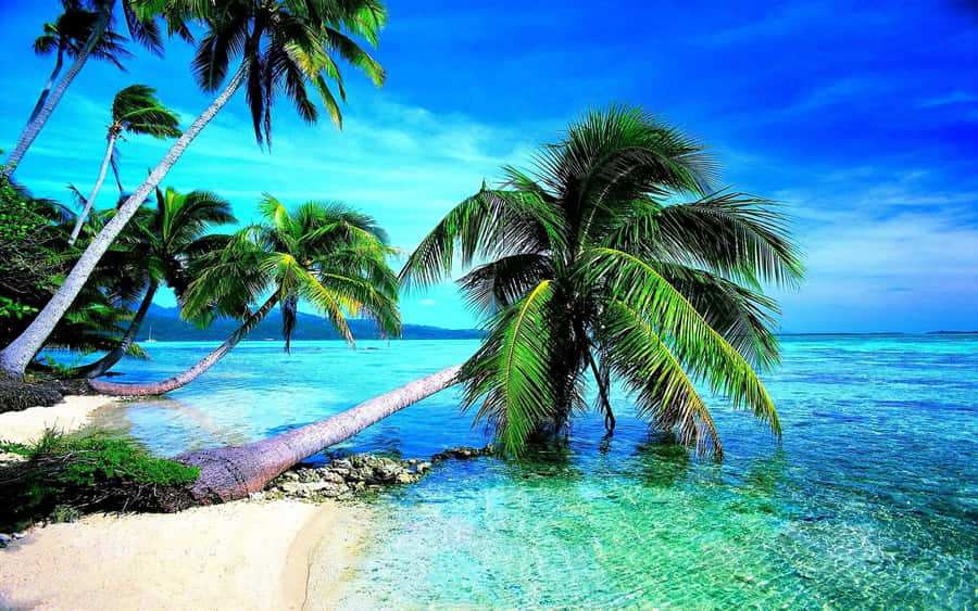 A Beach With Palm Trees And Clear Water Wallpaper
