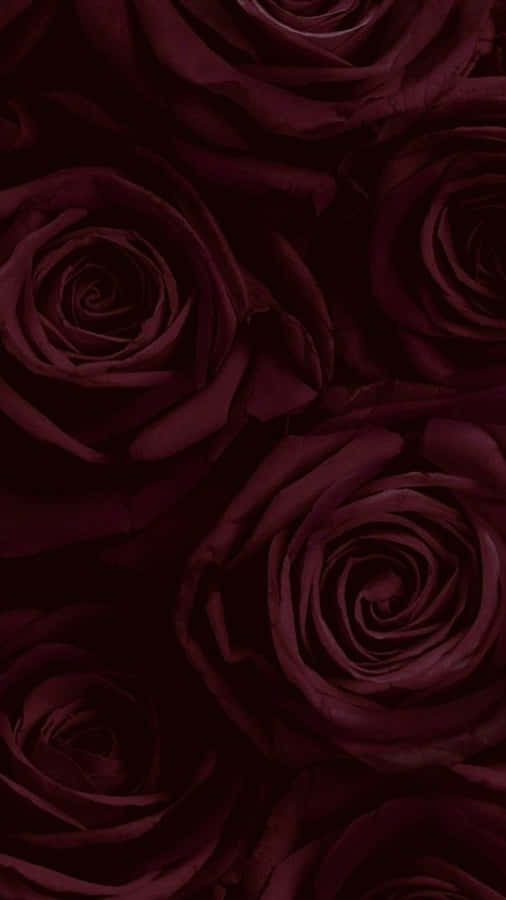 A Beautiful Burgundy Flower Standing Out Against A White Background Wallpaper