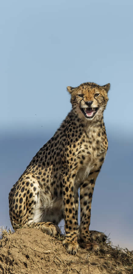 A Beautiful Close-up Of A Cheetah In Its Natural Habitat Wallpaper