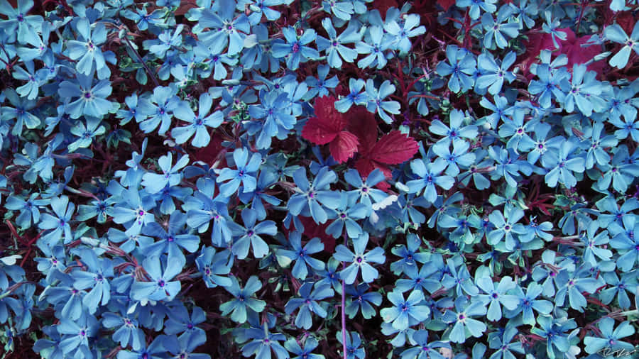 A Beautiful Closeup Of Blue Flowers On A Green Background Wallpaper