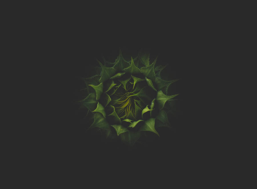 A Beautiful, Red Sunflower Shines Against A Rich, Dark Green Backdrop. Wallpaper