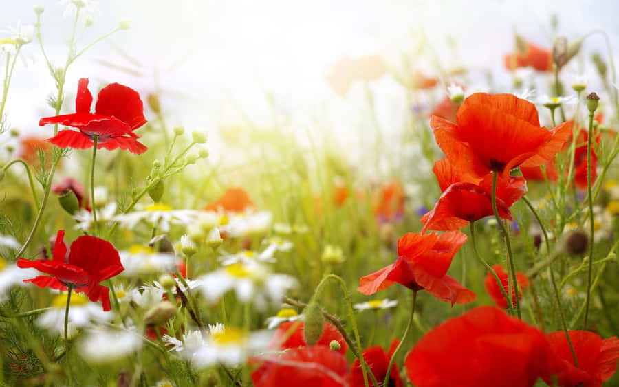 “a Bouquet Of Springtime Blooms” Wallpaper