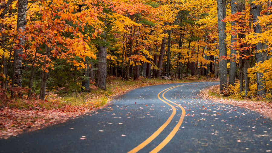 A Breathtaking View Of Autumn - Broad Leaves In Shades Of Yellow, Red And Green. Wallpaper