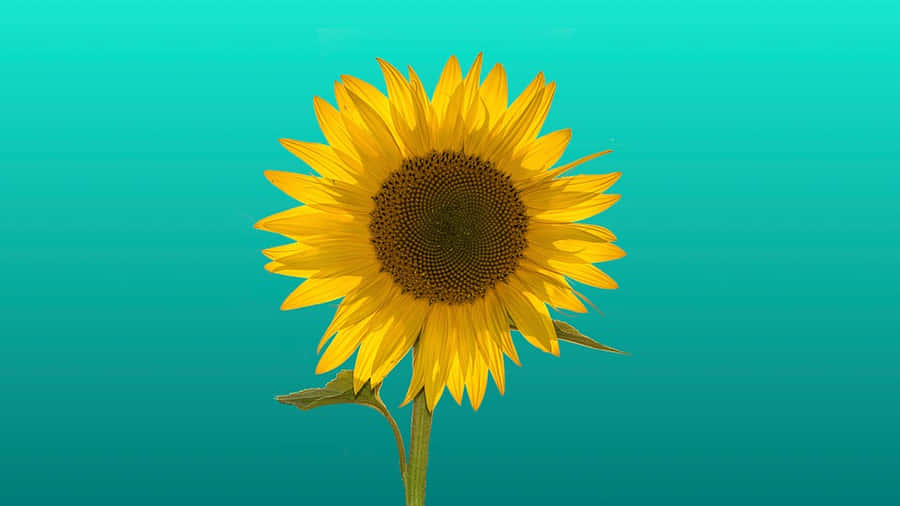 A Bright And Cheery Sunflower In A Field Of Yellow Wallpaper