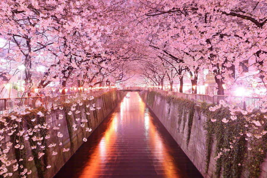 A Canal Lined With Pink Blossoms At Night Wallpaper