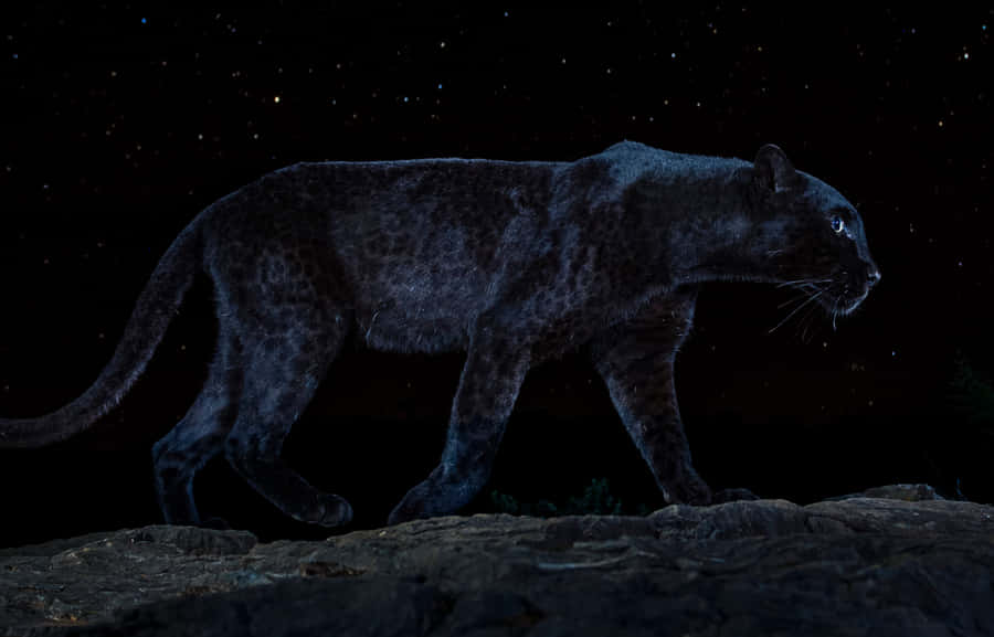 A Close-up Of A Beautiful Black Leopard Wallpaper