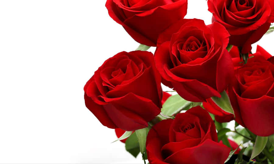 A Close View Of A Pink Rose Wallpaper