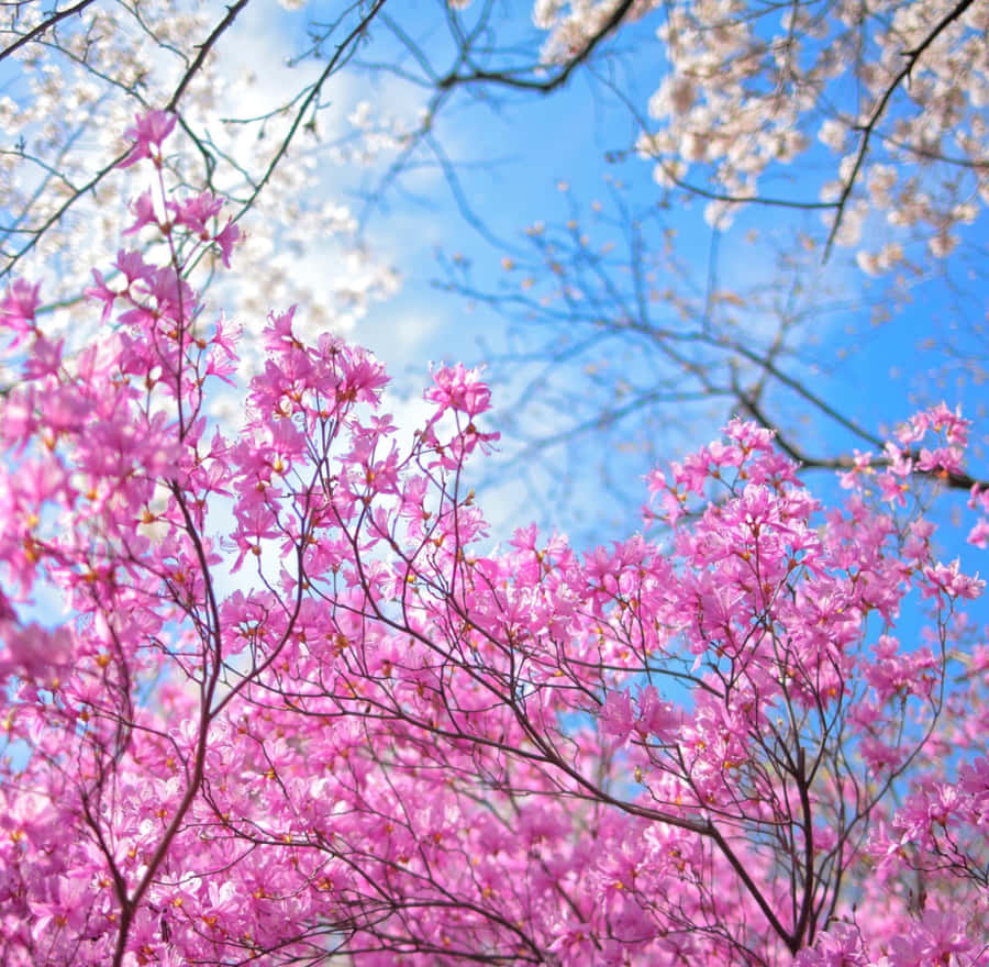 A Colorful Graphic Of A Landscape Painting Featuring A Bright Spring Day In Blooming Apple Orchard Wallpaper