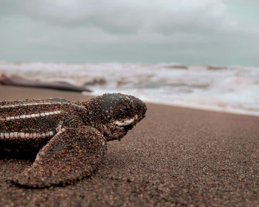 A Cute Baby Turtle In Its Natural Habitat Wallpaper