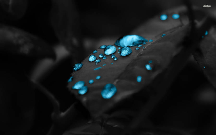 A Dark Blue Leaf Shrouded In Droplets Of Water Wallpaper