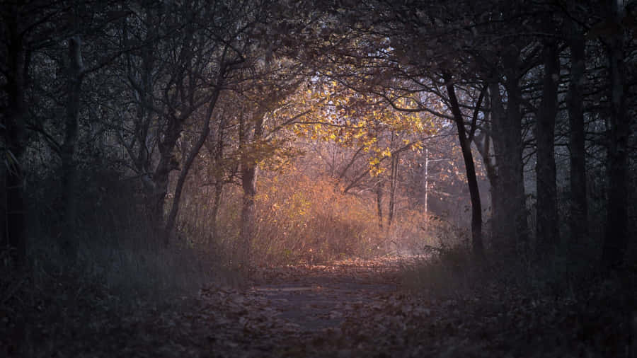 A Dark & Dreary Autumn Day Wallpaper