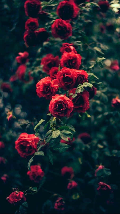 A Dope Red Rosses On A Bush Wallpaper