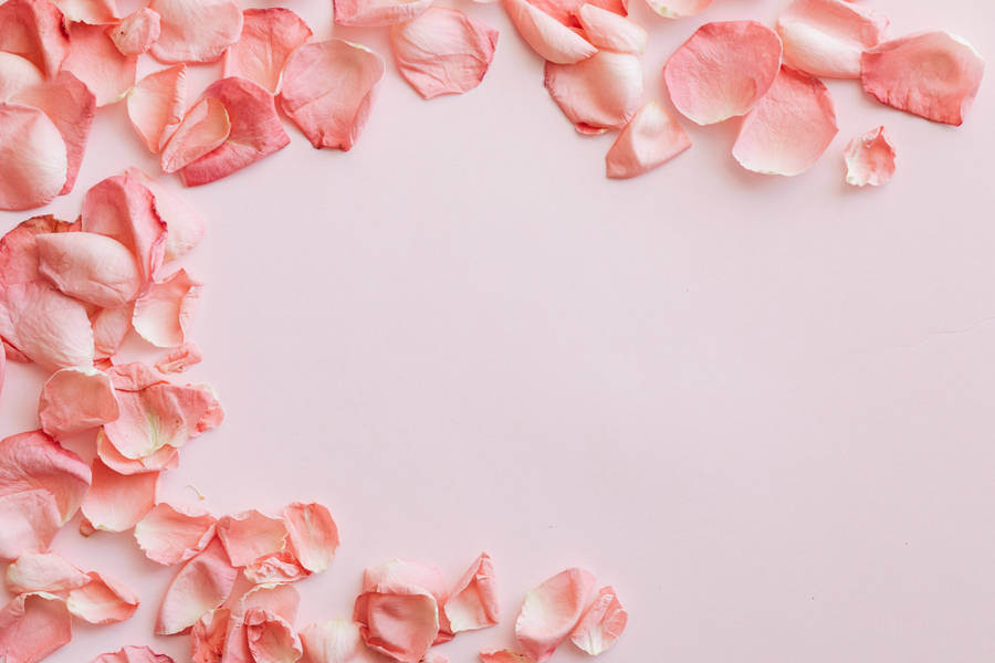 A Dreamy Pastel Rose Petal At Sunset Wallpaper