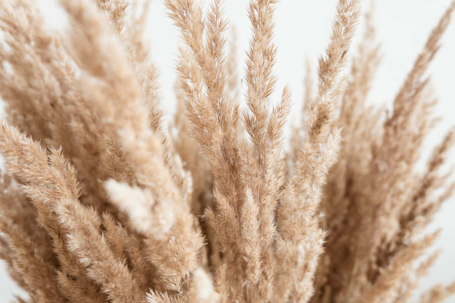 A Field Of Pampas Grass On A Sunny Summer Day. Wallpaper