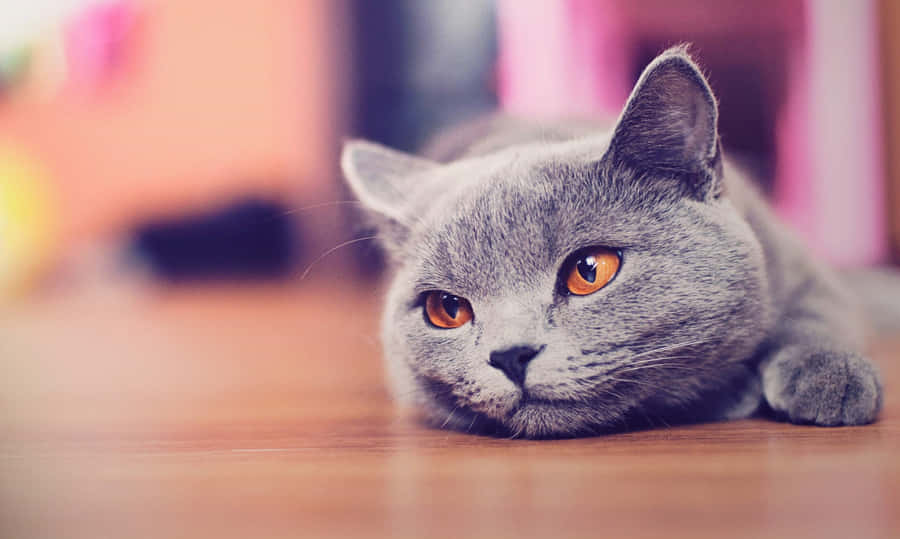 A Fluffy White Cat Looks Back At You From The Desktop Wallpaper