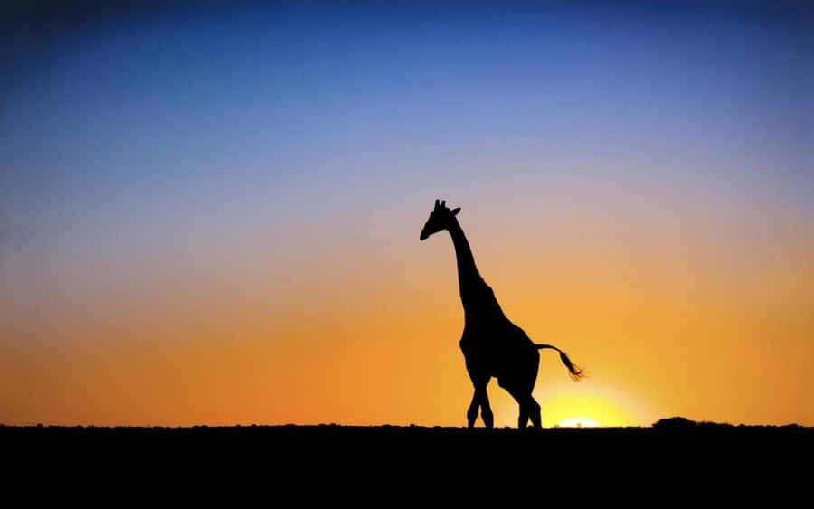 A Funny Giraffe Poses For The Camera Wallpaper