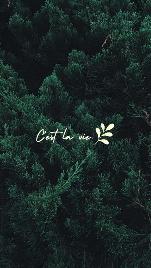 A Green Background With The Words'cest La Vie' Wallpaper