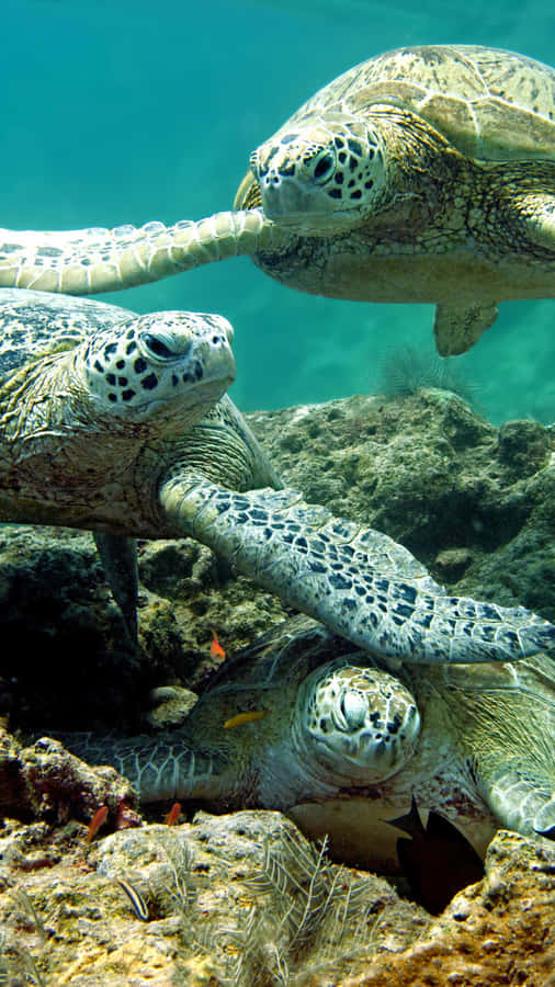 A Group Of Turtles Swimming In The Water Wallpaper