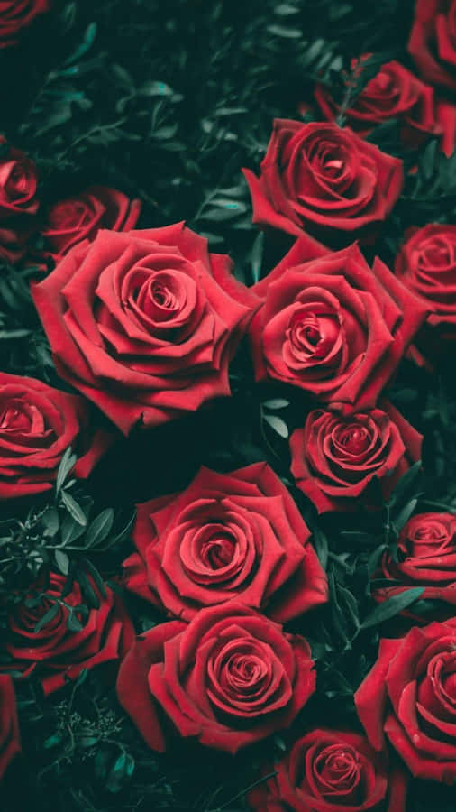 A Hint Of Beauty To Brighten Up Your Day Wallpaper