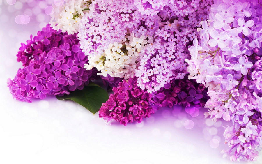 A Laptop Featuring A Beautiful Purple Flower Wallpaper