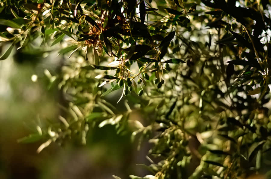 A Luscious Green Olive Tree Grows In Perfect Symmetry Wallpaper