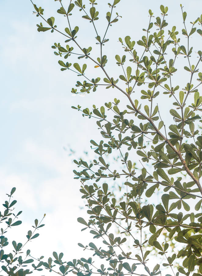 A Lush Green Tree Stands In A Peaceful, Natural Environment Wallpaper