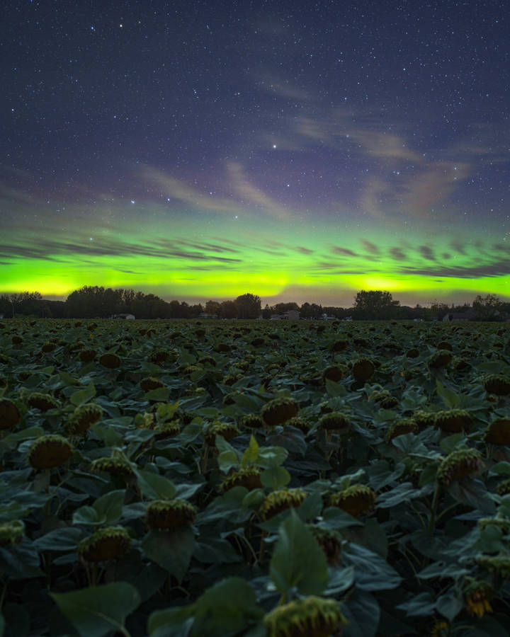 A Magical Scene Of The Northern Lights Wallpaper