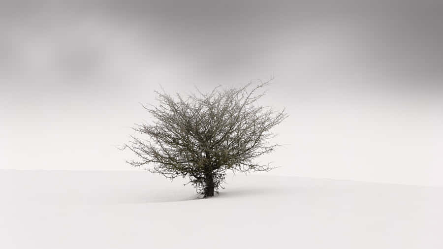 A Magnificent View Of A Simple Winter Wallpaper