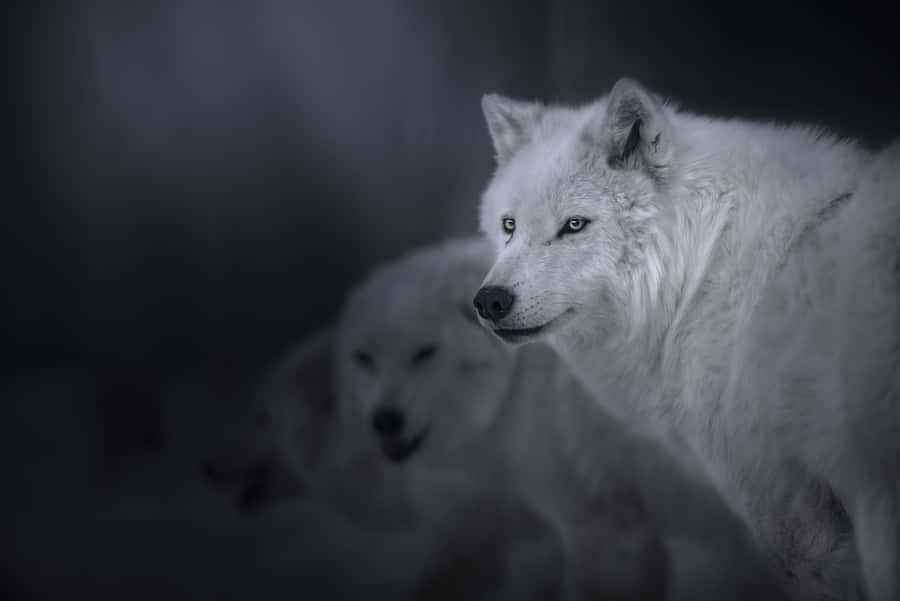 A Mysterious Pretty Wolf In The Night Wallpaper