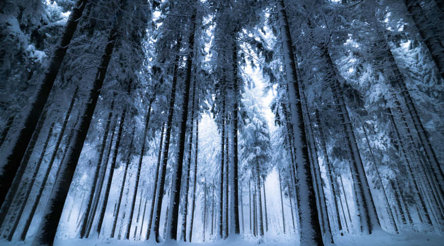 A Mystical Winter Forest Awakens At Dusk Wallpaper
