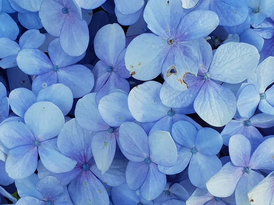 A Pastel Blue Solid Background Perfect For Desktop Wallpapers Wallpaper