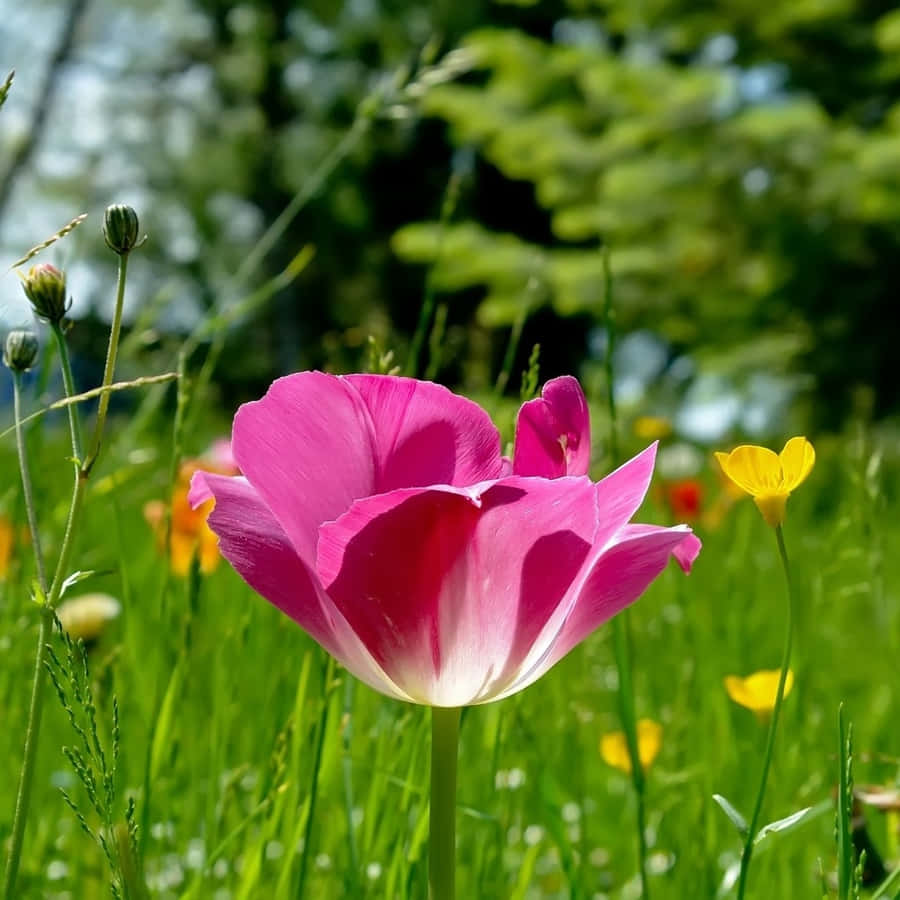 A Personal Gathering Of Blooms Wallpaper