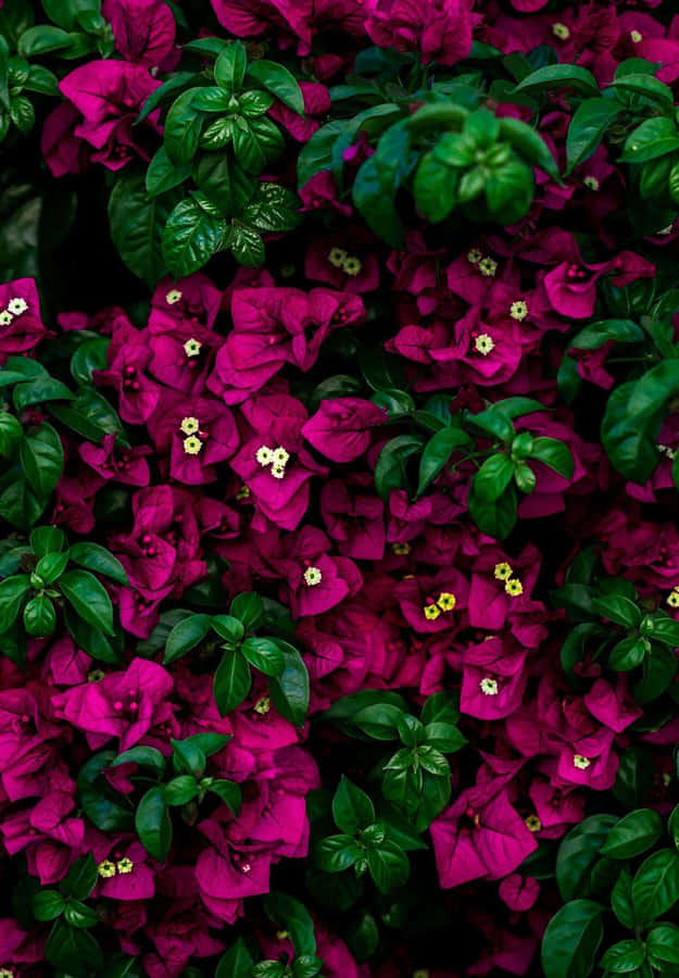 A Pink Flower Wallpaper