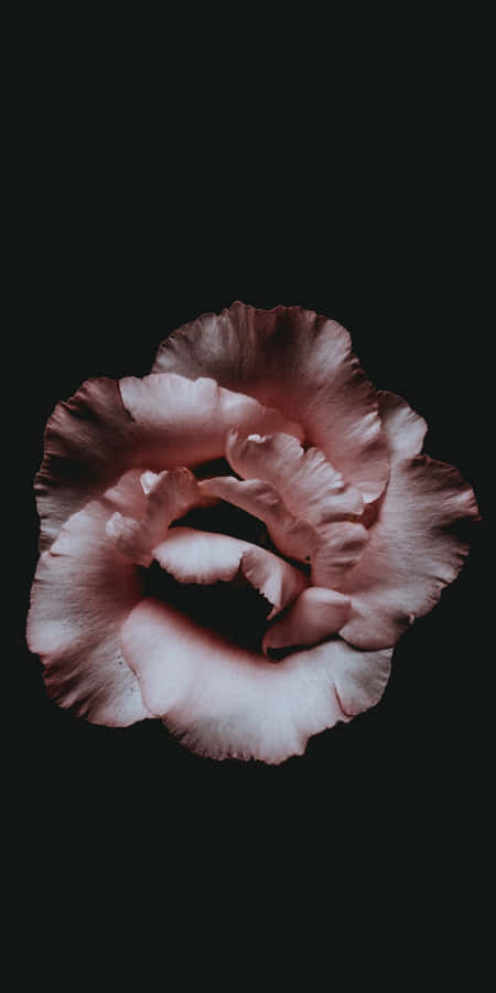 A Pink Rose On A Black Background Wallpaper