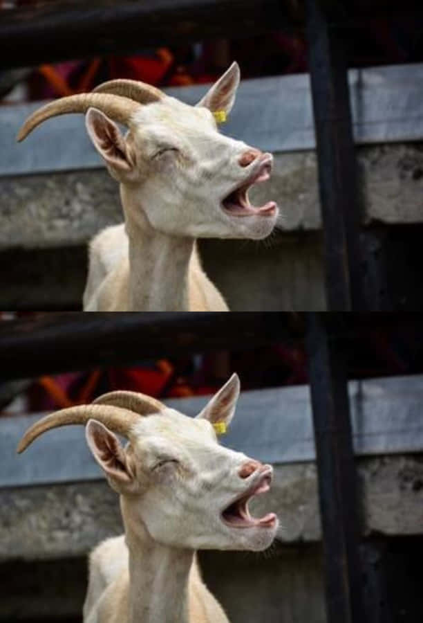 A Playful Young Goat Frolicking In The Open Fields. Wallpaper