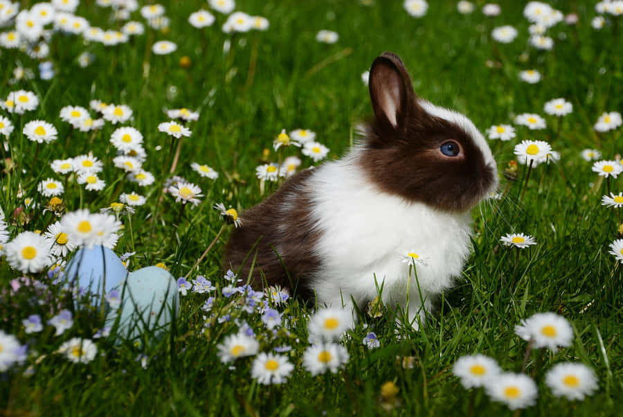 A Rabbit Is Sitting In A Field Of Daisies Wallpaper