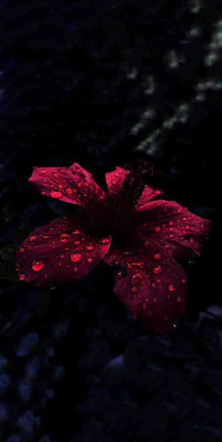 A Red Flower In The Water Wallpaper
