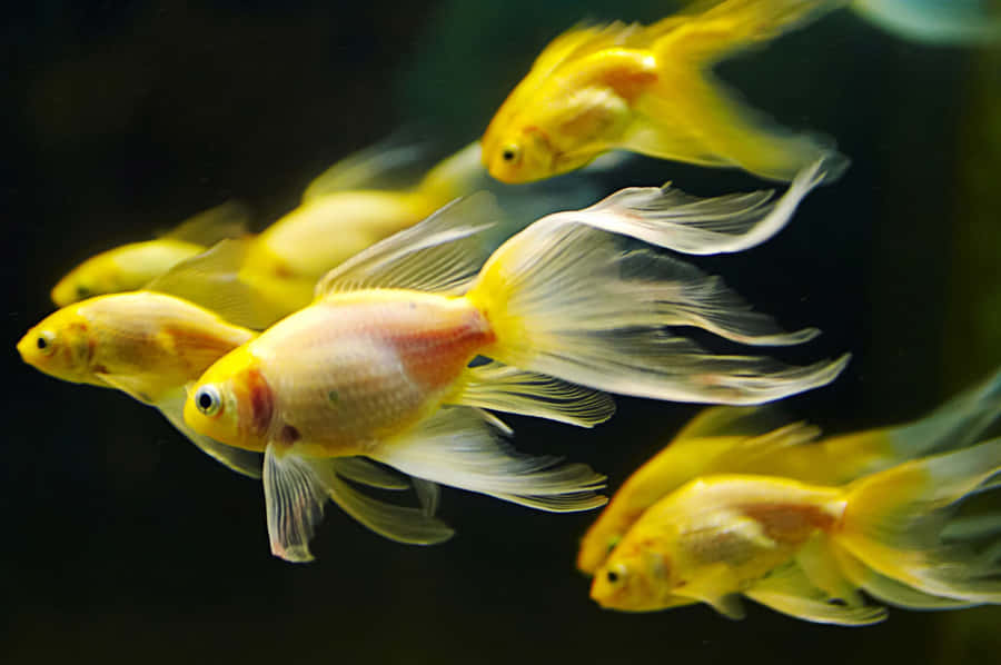 A School Of Tropical Fish Swimming In Vibrant Blue Waters Wallpaper