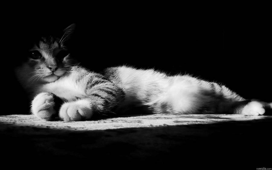 A Serene Black And White Cat Relaxing In A Cozy Environment Wallpaper