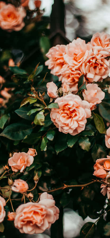 A Single Bright Pink Rose Radiates Warmth And Beauty. Wallpaper