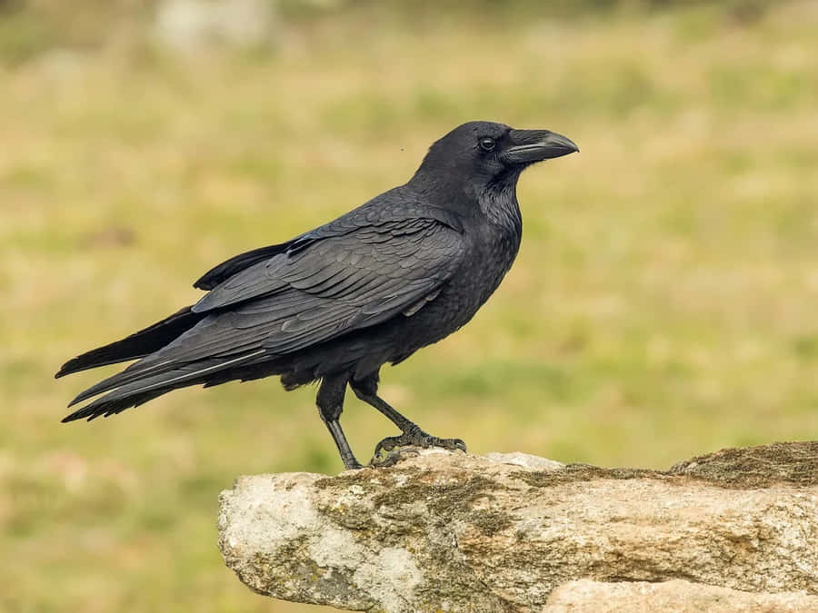 A Striking Crow Perched On A Branch Wallpaper