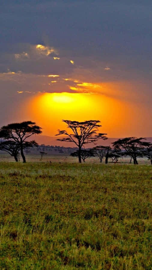 A Sunset Over A Grassy Plain With Trees Wallpaper