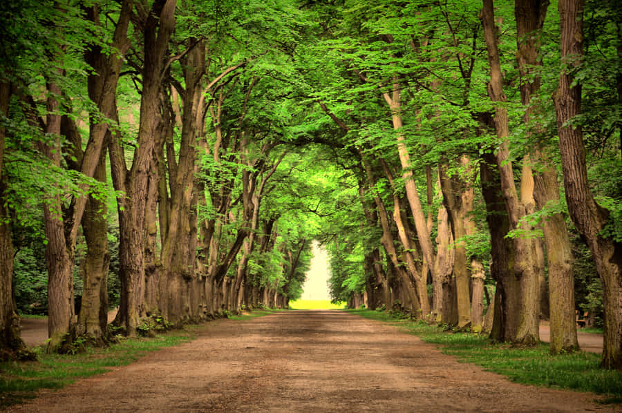 A Tranquil Path Under A Natural Tree Tunnel Wallpaper