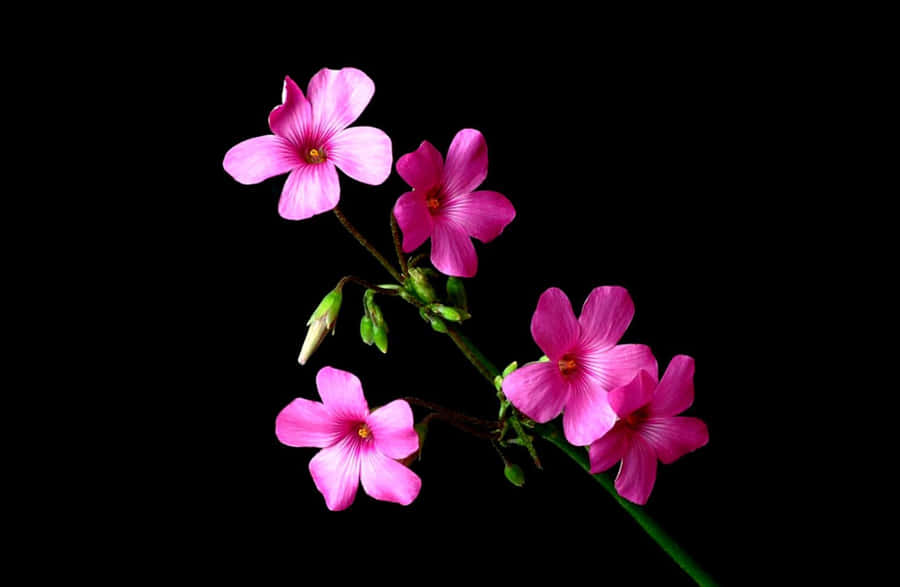 A Vibrant And Beautiful Combination Of Black And Pink Floral Wallpaper